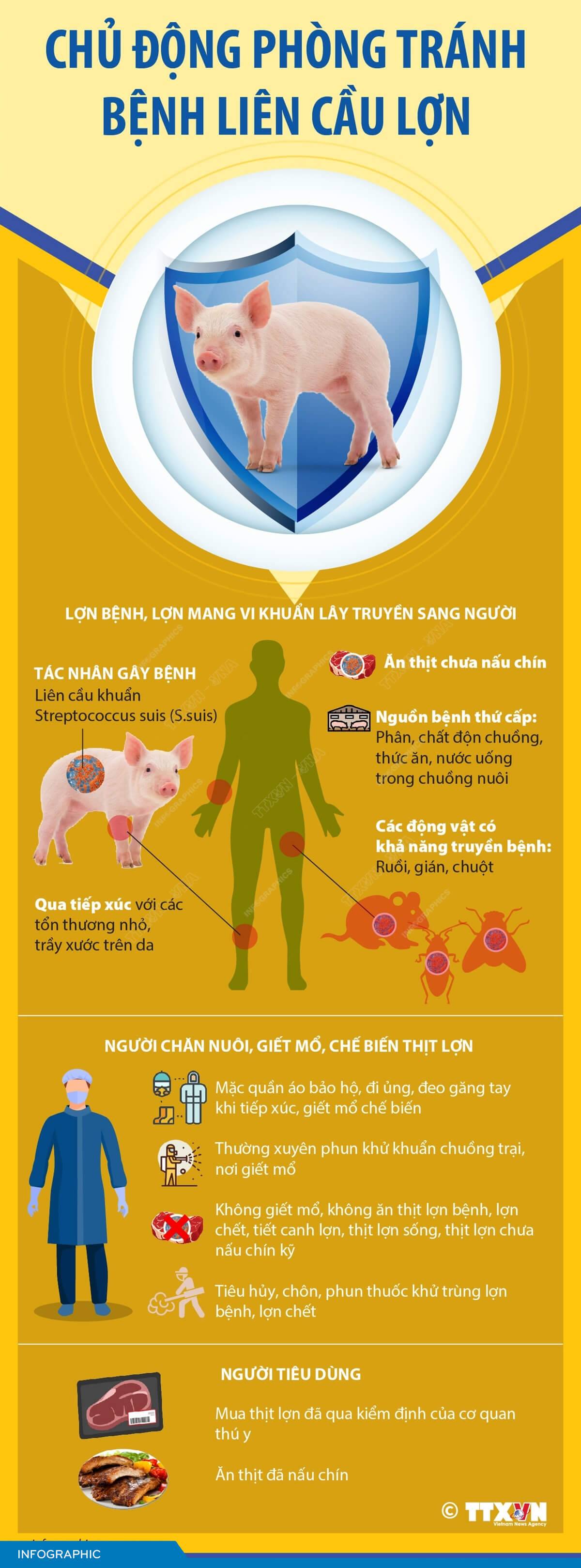 Chủ động phòng tránh bệnh liên cầu lợn