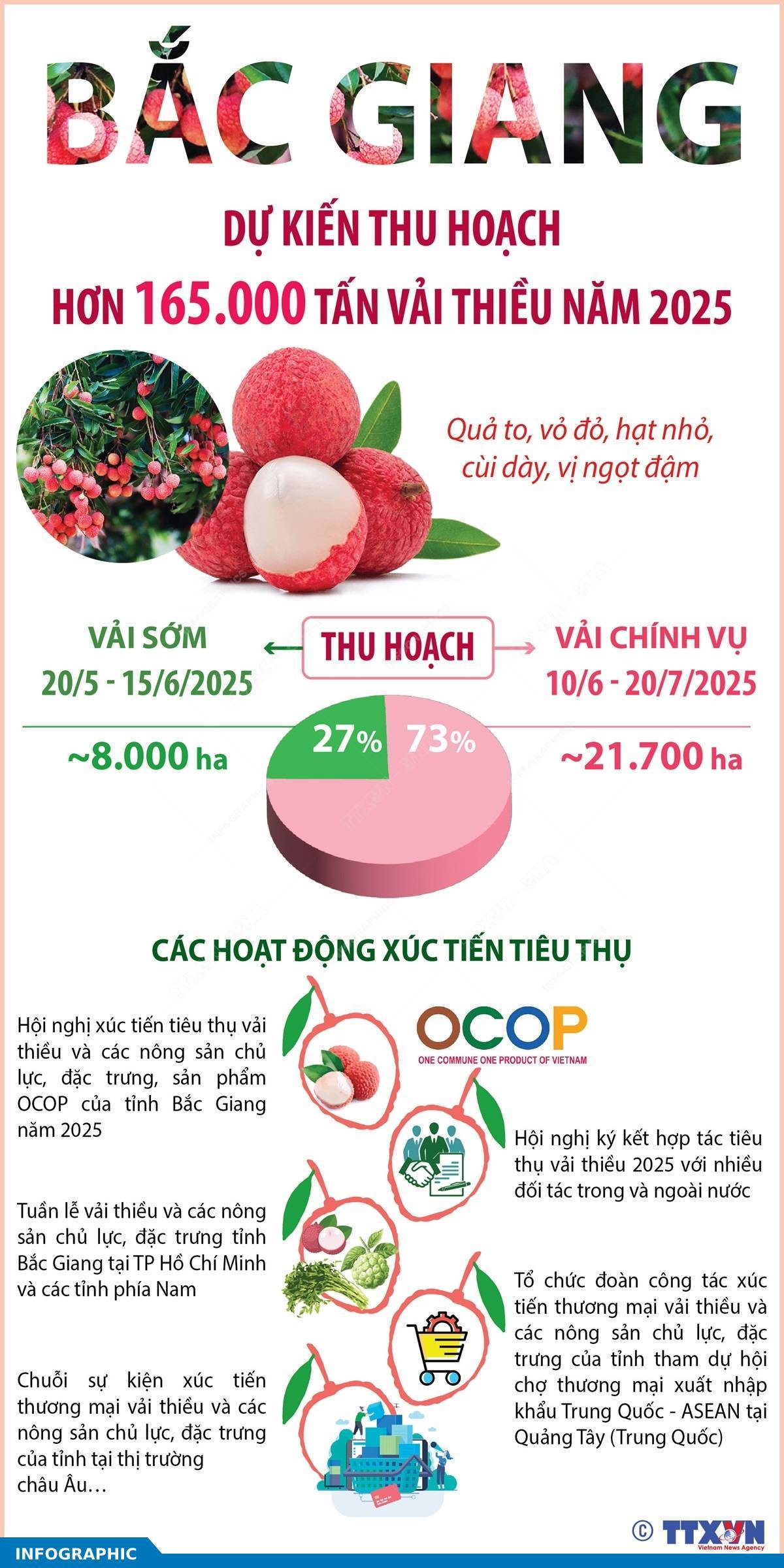 Bắc Giang dự kiến thu hoạch hơn 165.000 tấn vải thiều năm 2025